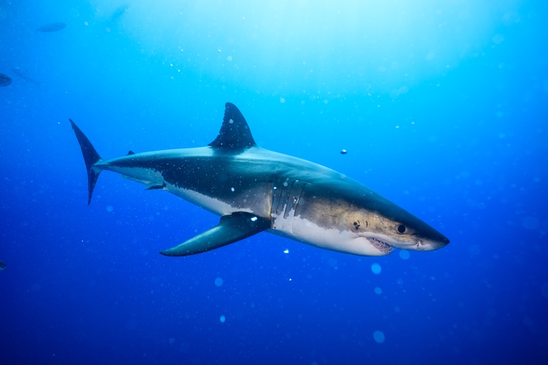 Great white shark moving through clear Guadalupe blue, muscular body held steady in profile.