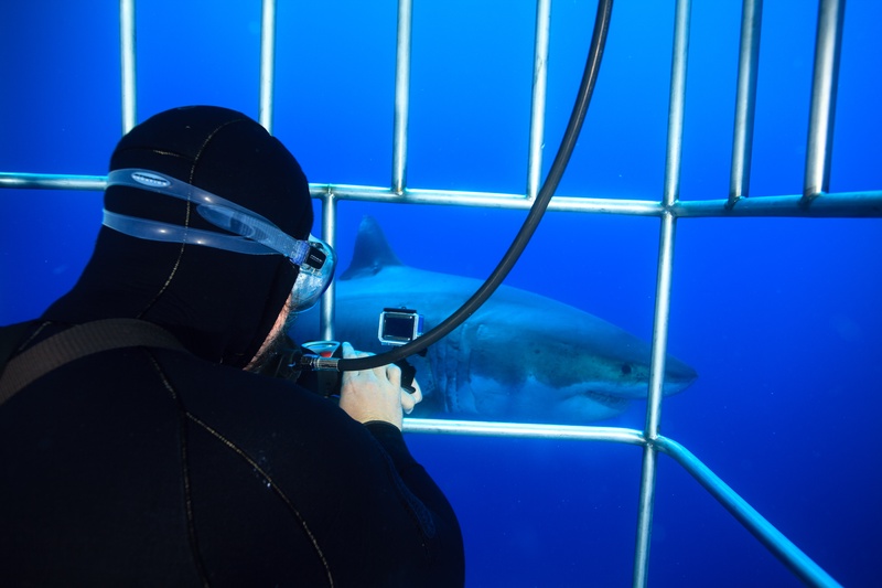 Great white shark sweeps past the cage while a diver watches from behind the bars off Guadalupe.