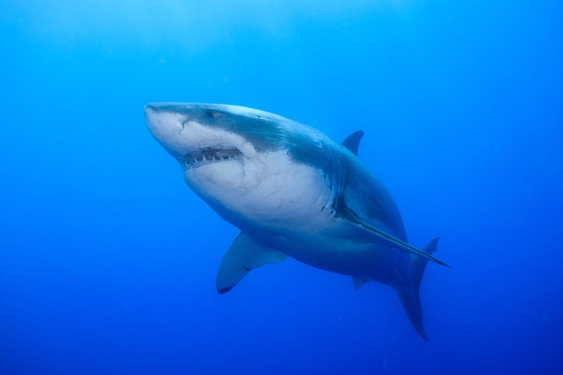 Great white shark coming head-on, jaws slightly parted and rows of teeth already visible.