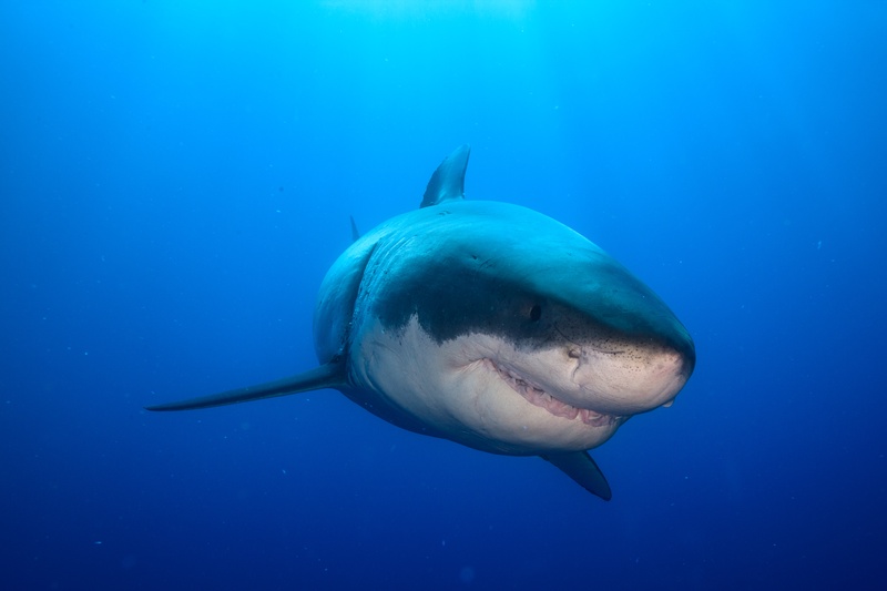 Great white shark head-on in Guadalupe blue, blunt snout and half-open mouth filling the frame.