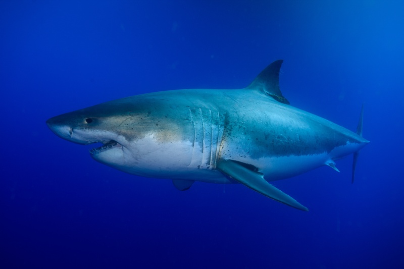 Great white shark in full side profile, holding its line through blue water, heavy body and pointed snout clear.