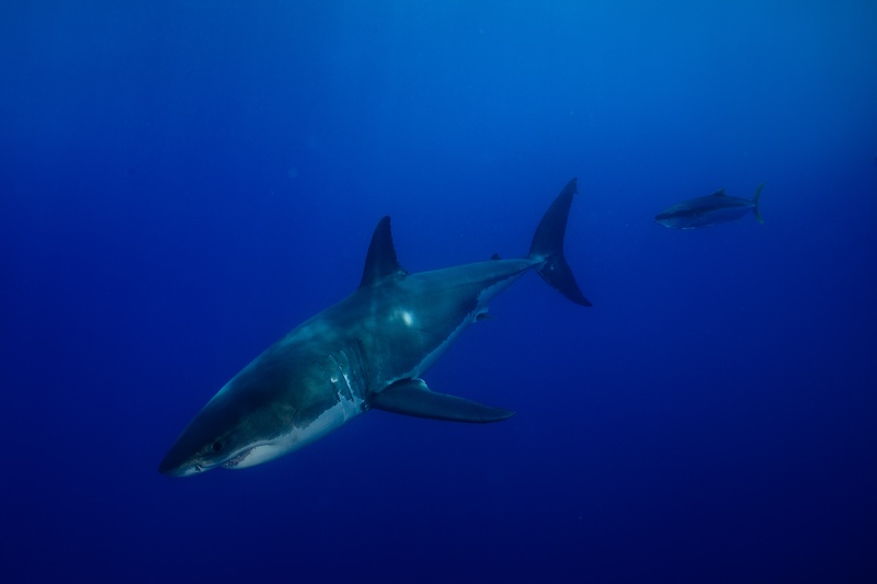 Great white shark cutting through open water overhead, a lone tuna trailing in the distance.