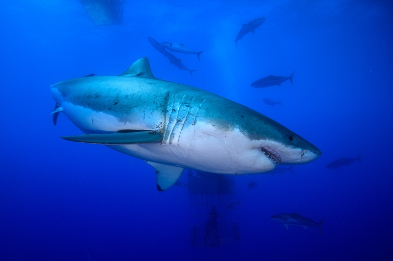 Scarred great white shark cutting through Guadalupe blue, small fish keeping pace beside its flanks.