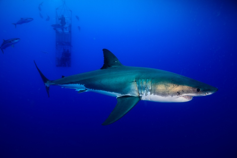 Great white shark passes in clean profile, cage and distant sharks fading into blue Guadalupe water.