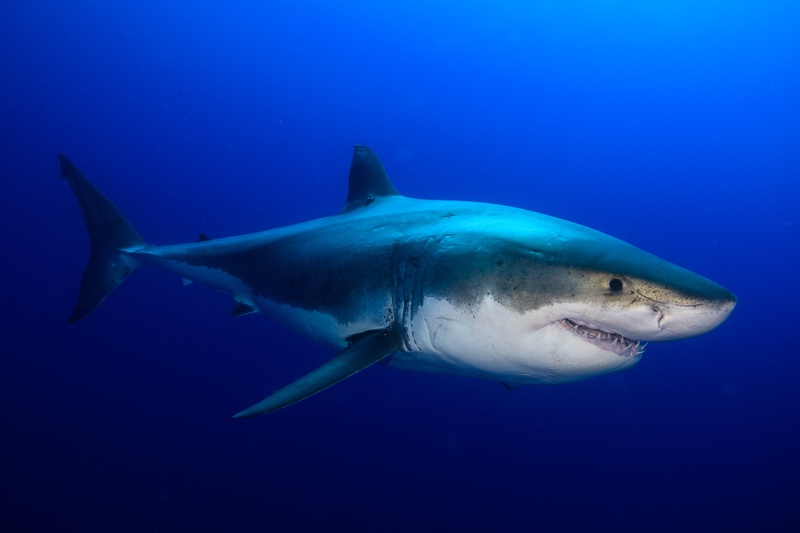 Great white shark sweeps past with jaws slightly open, serrated teeth clear against open-ocean blue.
