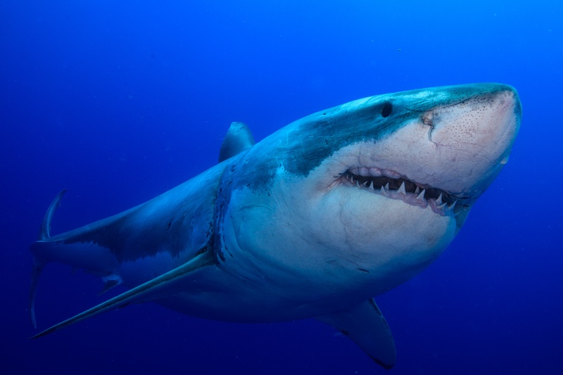 Great white shark in close-up, scarred snout forward and teeth half-bared in blue Guadalupe water.
