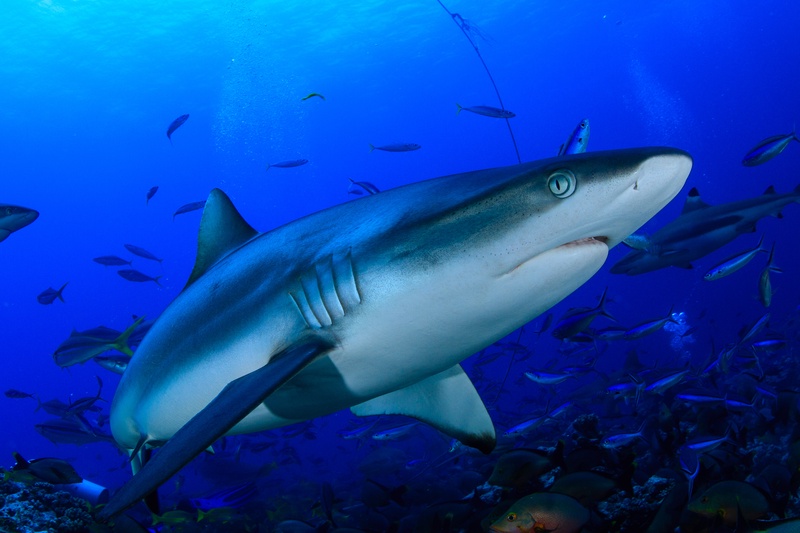 Grey reef shark closes in for a portrait, fusiliers hanging back in Tahiti blue.