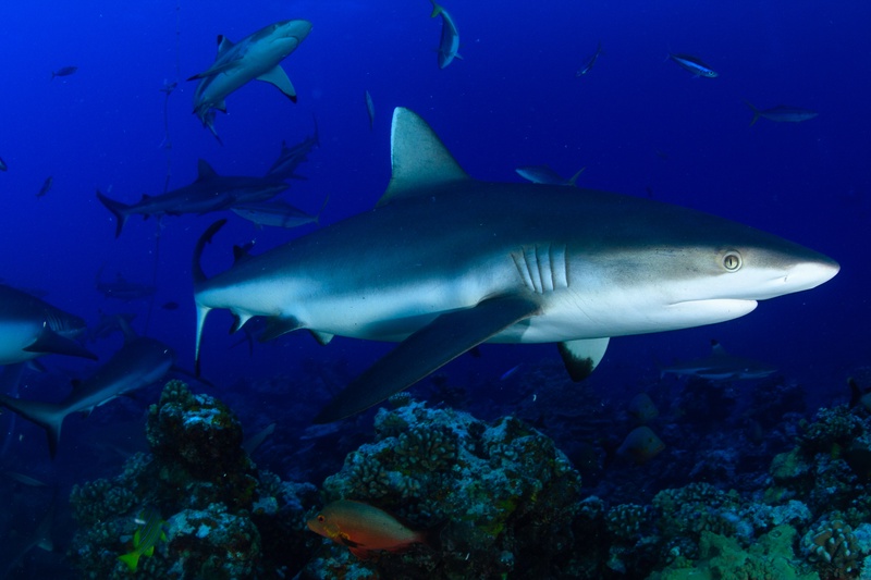 Grey reef shark comes straight at the lens over coral, with more sharks circling in the background.