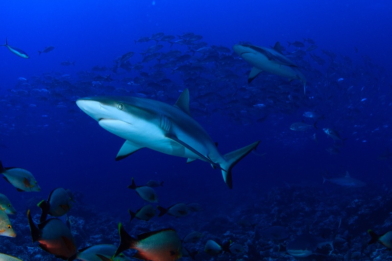 Grey reef shark cruises above the coral slope as reef fish scatter through Tahiti blue.