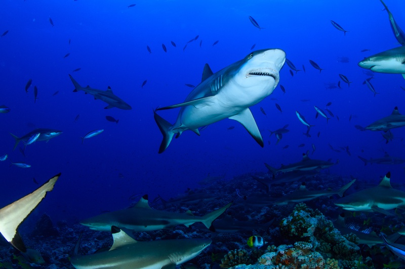 Grey reef shark swims in with teeth just showing, other sharks and fish wheeling behind it.