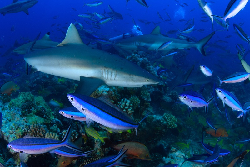 Grey reef sharks patrolling above a Tahiti reef, fusiliers massed thick across the foreground.