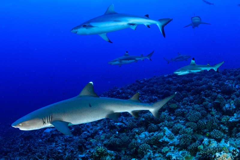 Grey reef and blacktip reef sharks cruise above the coral in a wide-angle Tahiti scene.