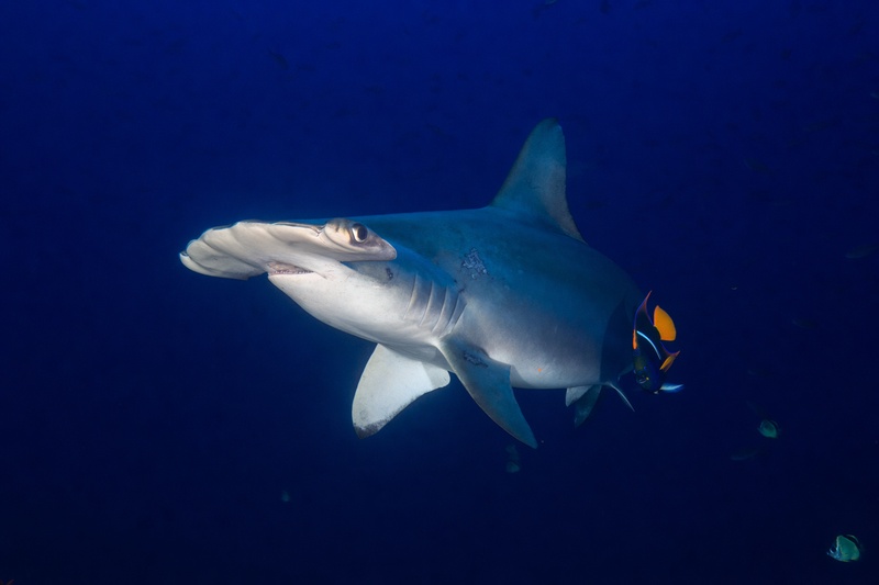 Scalloped hammerhead shark at a cleaning station with king angelfish and cleaner fish attending its underside.