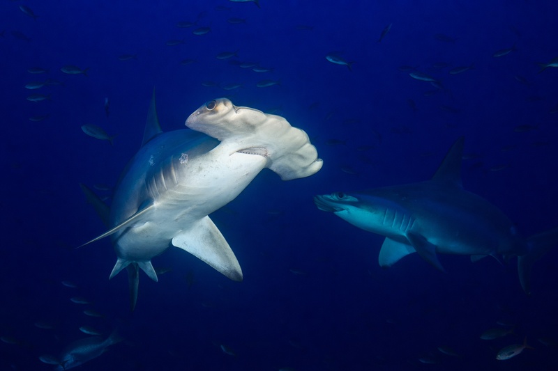 Scalloped hammerhead shark seen from below with its distinctive cephalofoil illuminated and a smaller shark approaching.