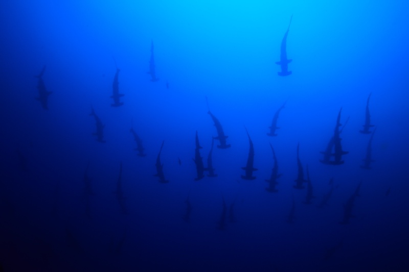 Hammerhead sharks rise as silhouettes through the blue, schooling upward toward the surface glow.