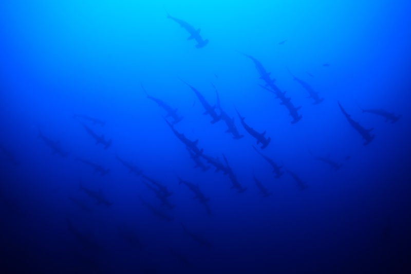 Scalloped hammerheads drift diagonally through Malpelo blue, a school reduced to clean silhouettes.