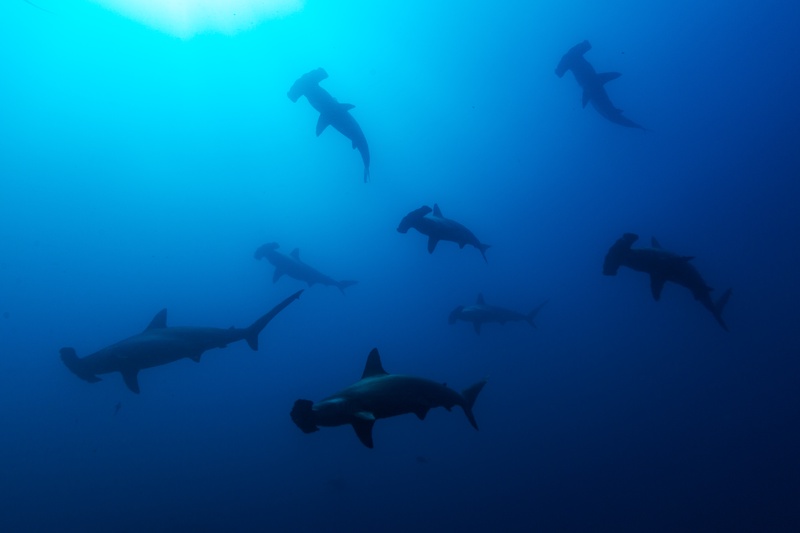 School of scalloped hammerhead sharks silhouetted against blue open water with sunlight filtering from above.