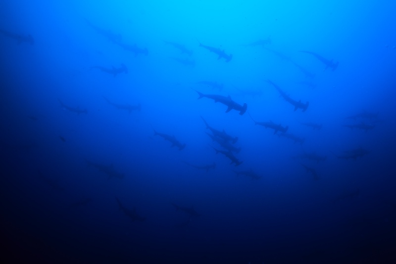 Scalloped hammerheads drift in loose formation, dark silhouettes fading into Cocos blue.