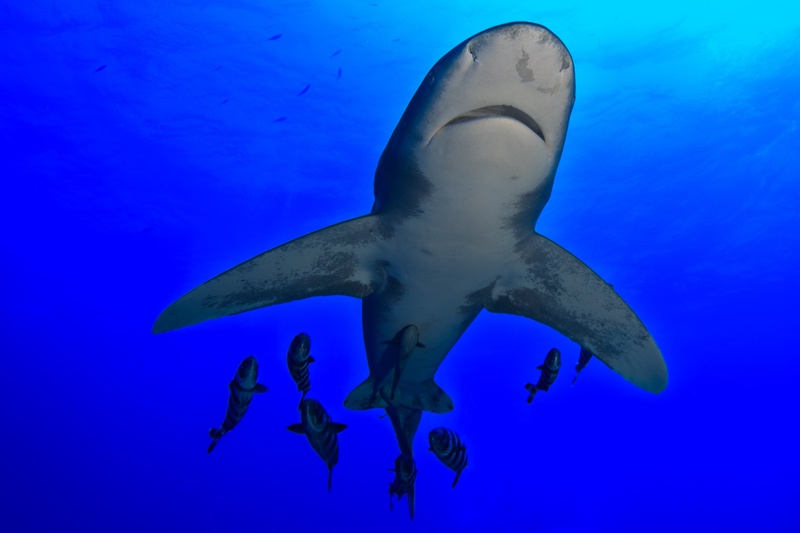 Oceanic whitetip passes overhead with pilot fish in tow, white-tipped fins and pale belly glowing.