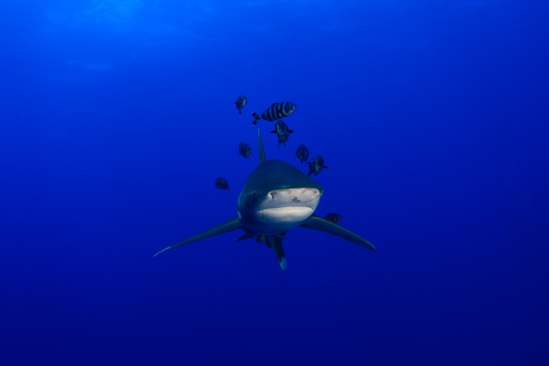 Oceanic whitetip shark approaches head-on, pilot fish pacing its broad white-tipped fins.