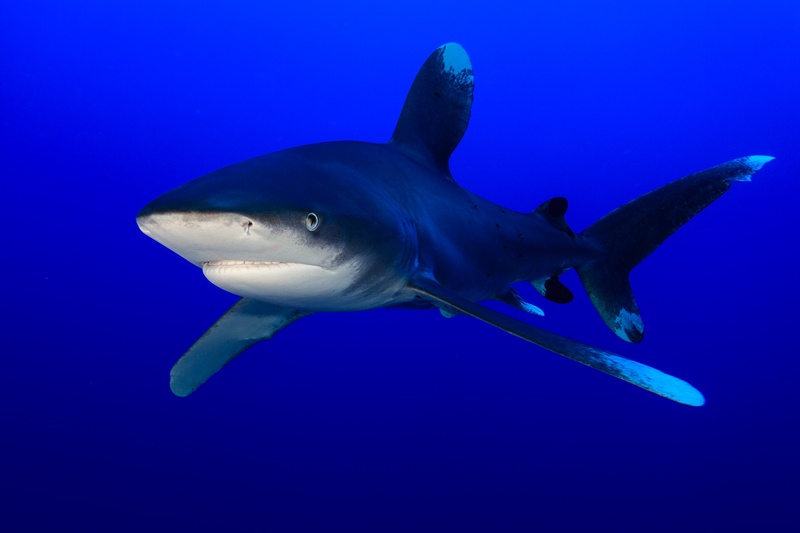 Oceanic whitetip shark in open blue, distinctive rounded fins spread wide, pilot fish tucked beneath.