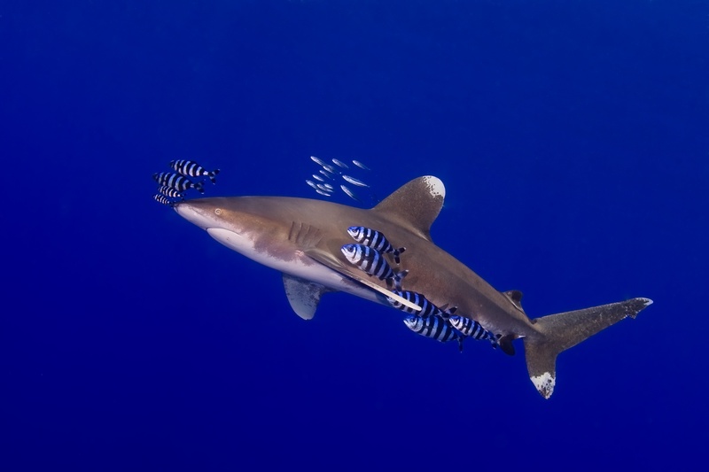 Oceanic whitetip shark cruises open blue with striped pilot fish pacing its flanks.