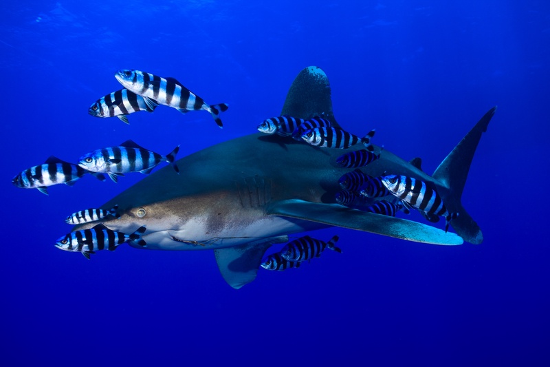 Oceanic whitetip shark gliding beneath the surface escorted by a group of black-and-white striped pilot fish.