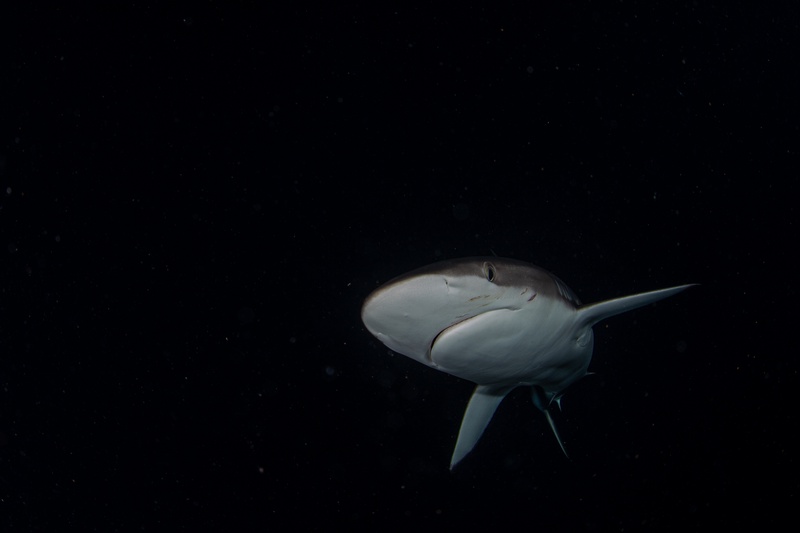 Reef shark approaches head-on through dark water, pale belly and wide pectorals caught by strobe light.