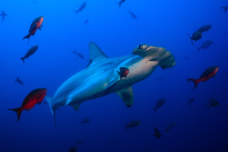 Scalloped hammerhead slips through deep blue water, ringed by bright red creole fish.