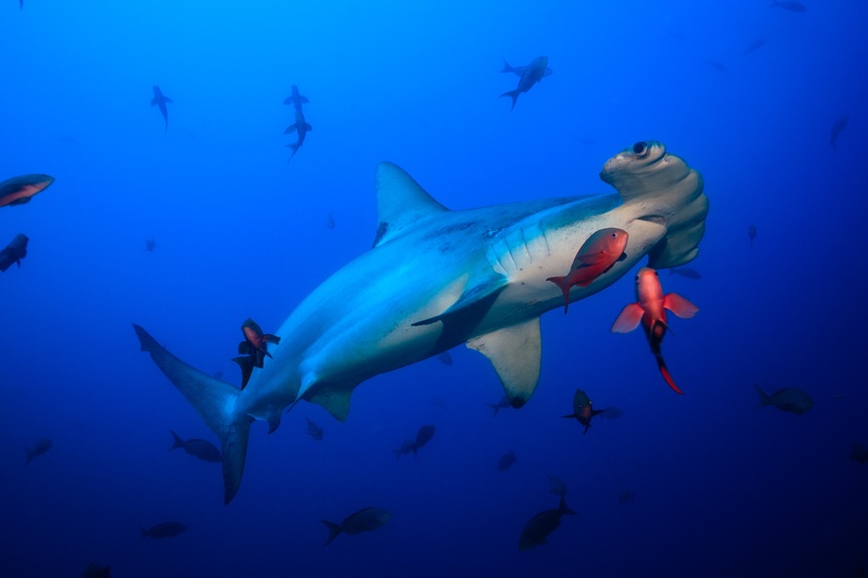 Scalloped hammerhead passes close with red creole fish flashing beside the gills.