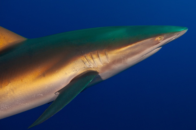 Silky shark head in close-up, pointed snout and gill slits picked out by warm strobe light.