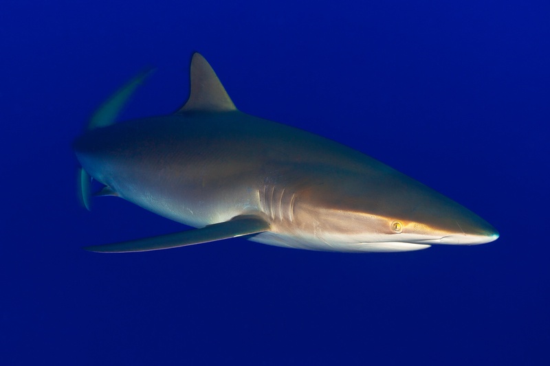 Silky shark in clean profile through blue water, streamlined body and gill slits sharply defined.