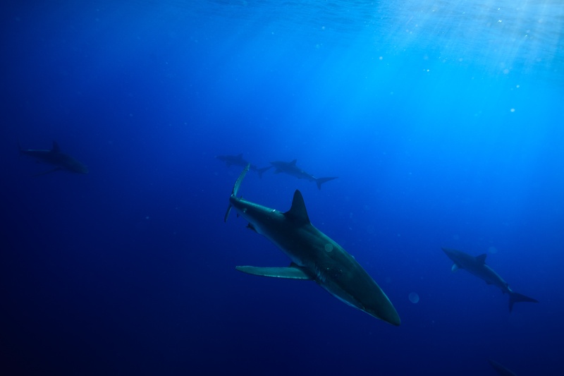 Silky sharks patrol just below the surface, sun rays cutting down through Malpelo blue.