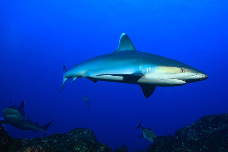 Silvertip shark patrols a rocky Socorro reef, other sharks fading into the blue behind it.