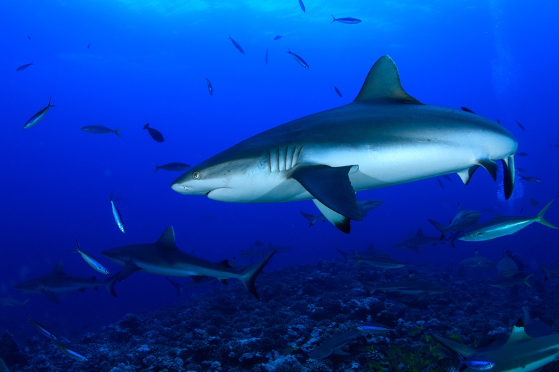 Grey reef shark cruises above coral while a school of snappers holds formation below.