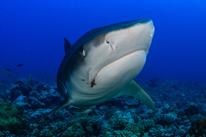 Tiger shark comes straight in over the reef, broad snout leading, a fishing hook still lodged near its mouth.