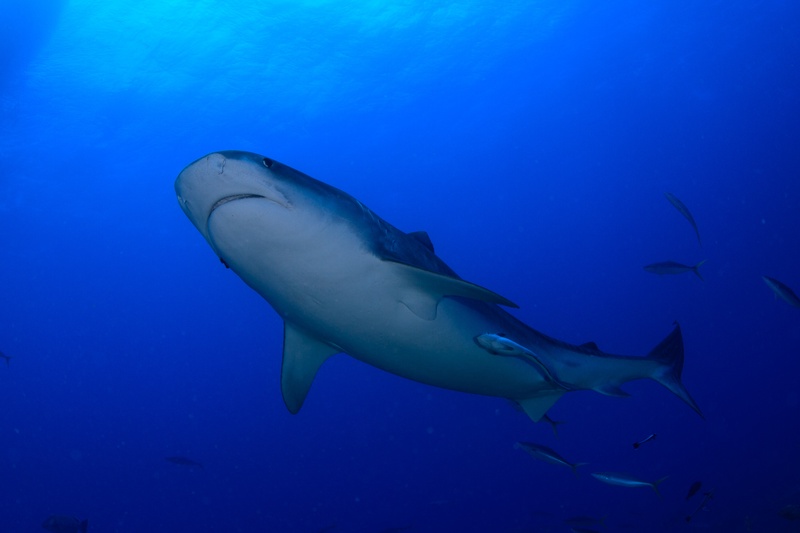 Tiger shark gliding just below the surface, striped flank sharp against pale blue water.