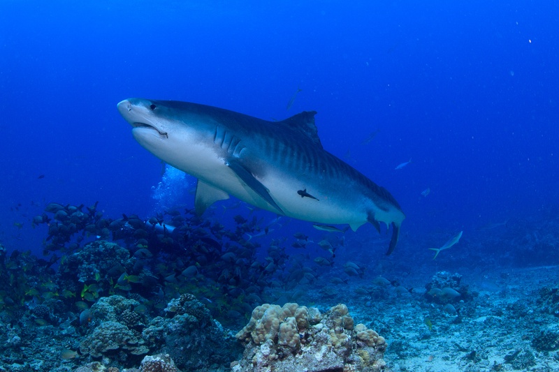 Tiger shark sweeping above the reef while a tight school of fish packs the water below.