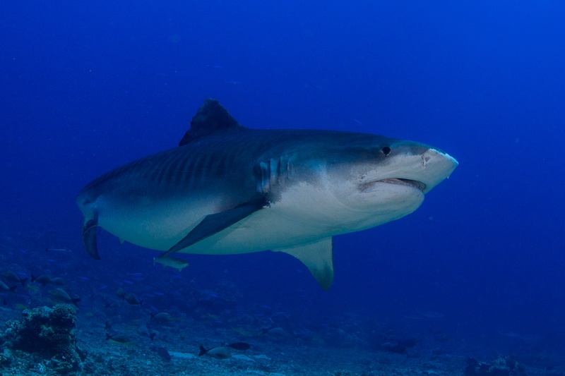 Tiger shark cruises low over the reef, dark flank stripes still visible along its broad body.