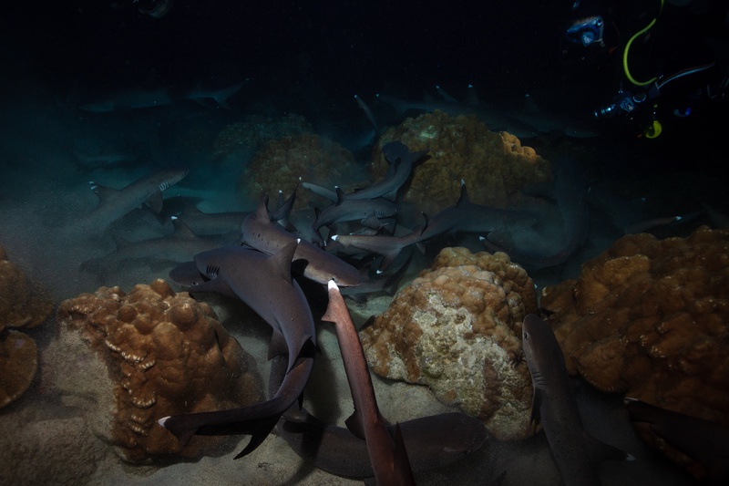 Whitetip reef sharks surge between coral boulders mid-hunt as a diver watches the chaos unfold above.