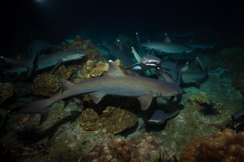 Whitetip reef sharks swarm the reef in a night-hunting frenzy while a diver hovers above the action.