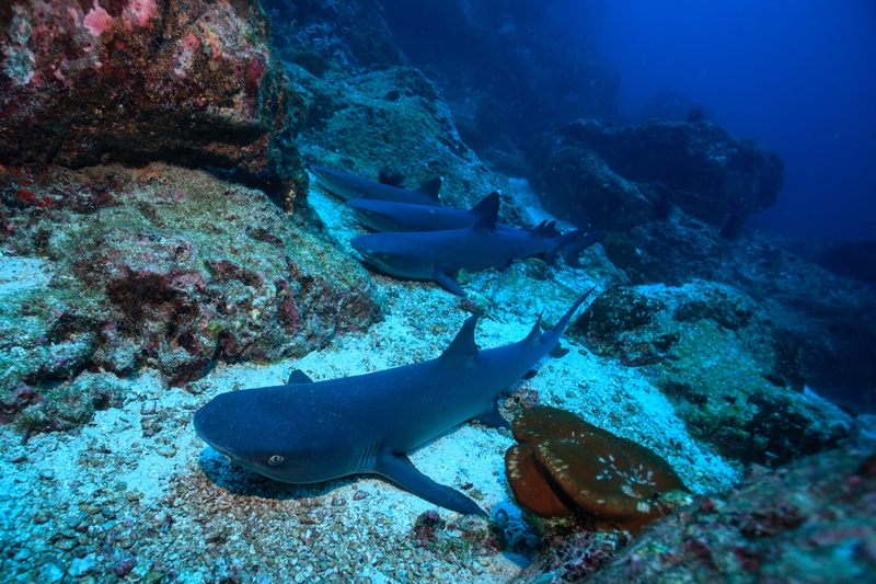Three whitetip reef sharks wedge into the rock, hammering after prey hidden in the reef crevices.