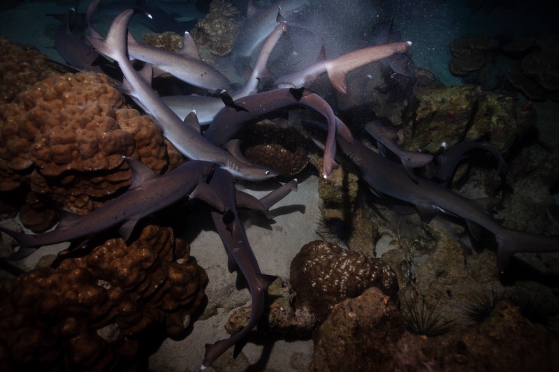 Whitetip reef sharks pile into a coral corridor from above, hunting in a tight pack on a Cocos night dive.