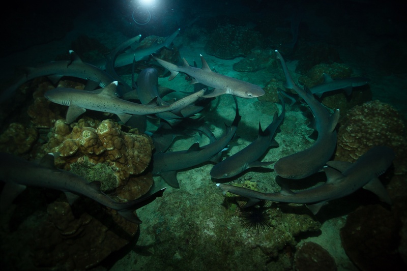 Whitetip reef sharks crash between brain coral heads, driving prey from crevices on a Cocos night dive.
