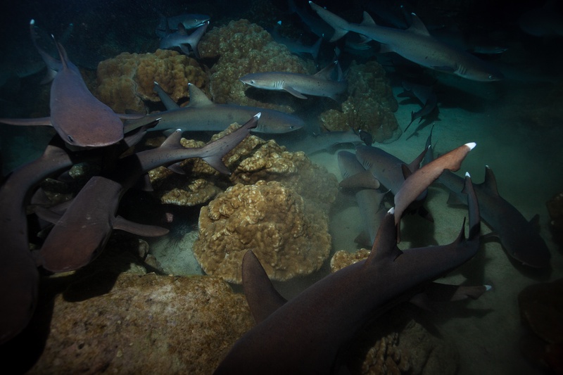 Whitetip reef sharks slam into coral heads in a feeding frenzy, white dorsal tips flashing through the dark.