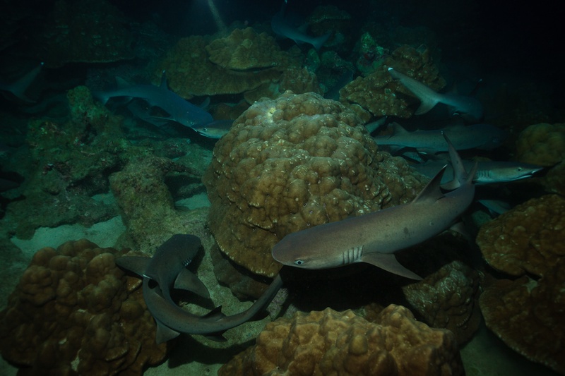 Whitetip reef sharks tangle over each other mid-strike, piling into the reef after trapped prey.