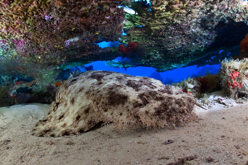 Tasselled wobbegong on sandy bottom beneath a coral overhang, fringed lobes camouflaging its flat head against the substrate.