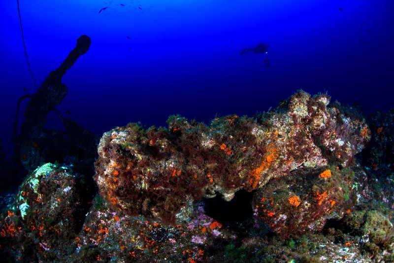 Old cannons and wreck debris lie carpeted in orange growth, a diver exploring beyond.