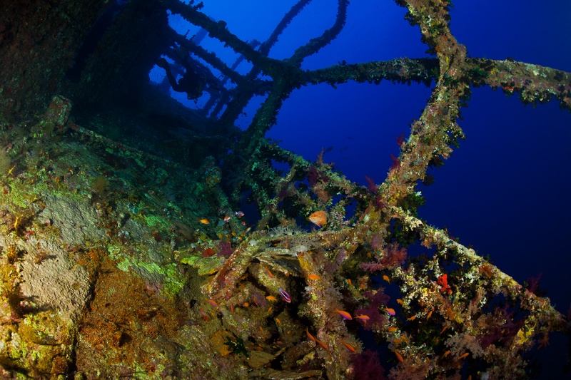 Orange anthias weave through soft corals growing across a coral-encrusted Red Sea wreck.