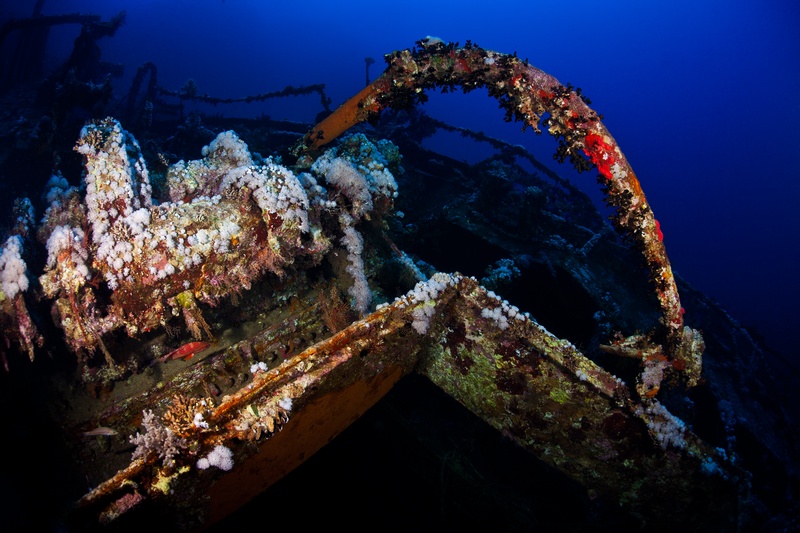 Shipwreck railings furred with white soft corals and marine growth trace the old deck line.